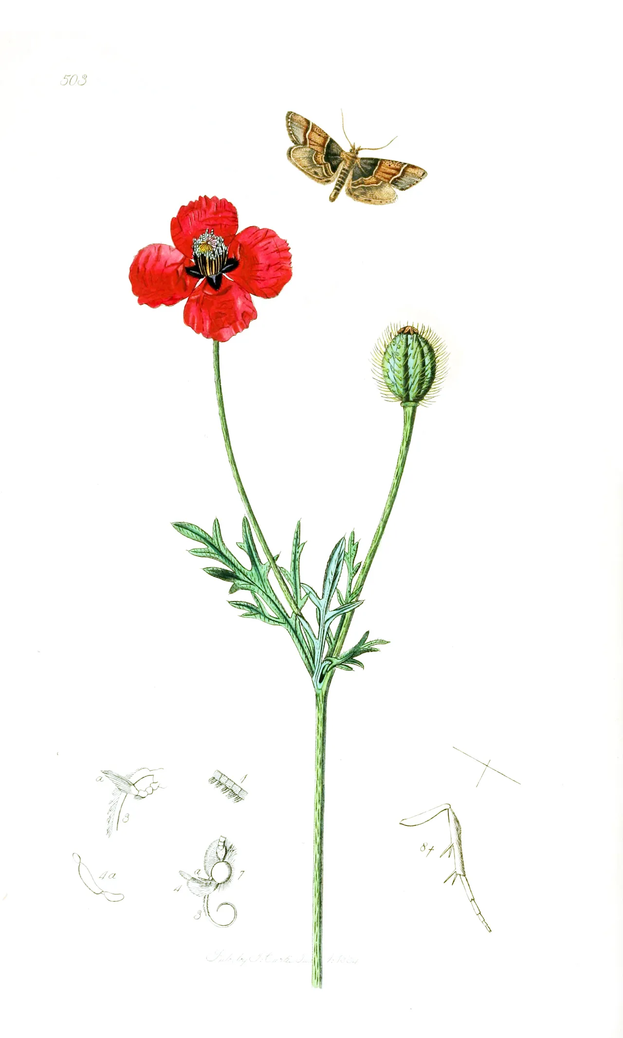Round Pricklyhead Poppy — photo by John Curtis