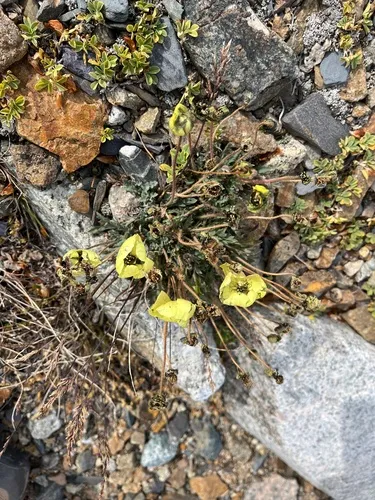 Lapland Poppy