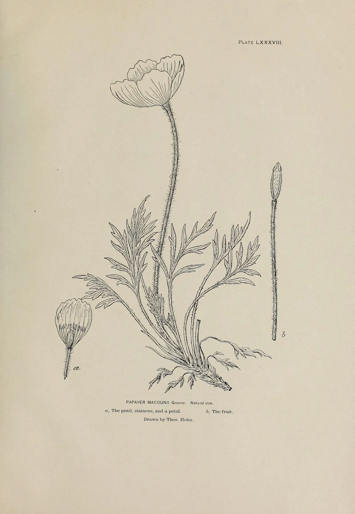 Macoun's Poppy