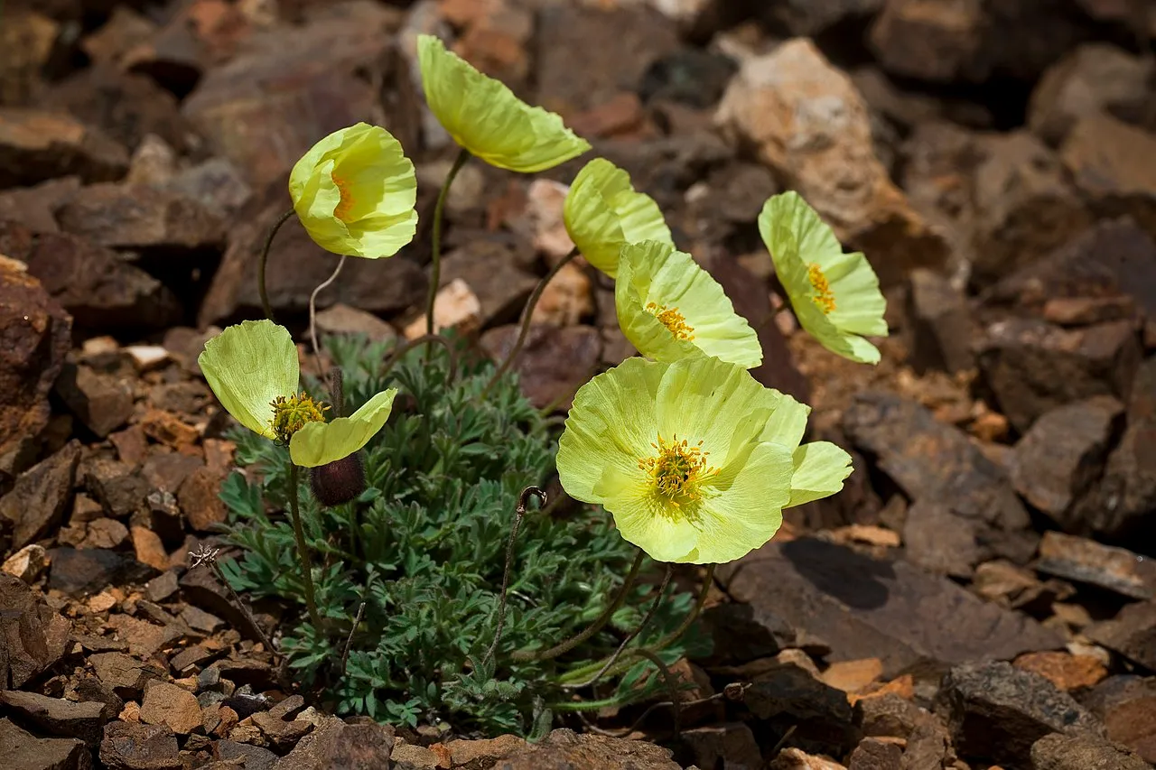 McConnell's Poppy