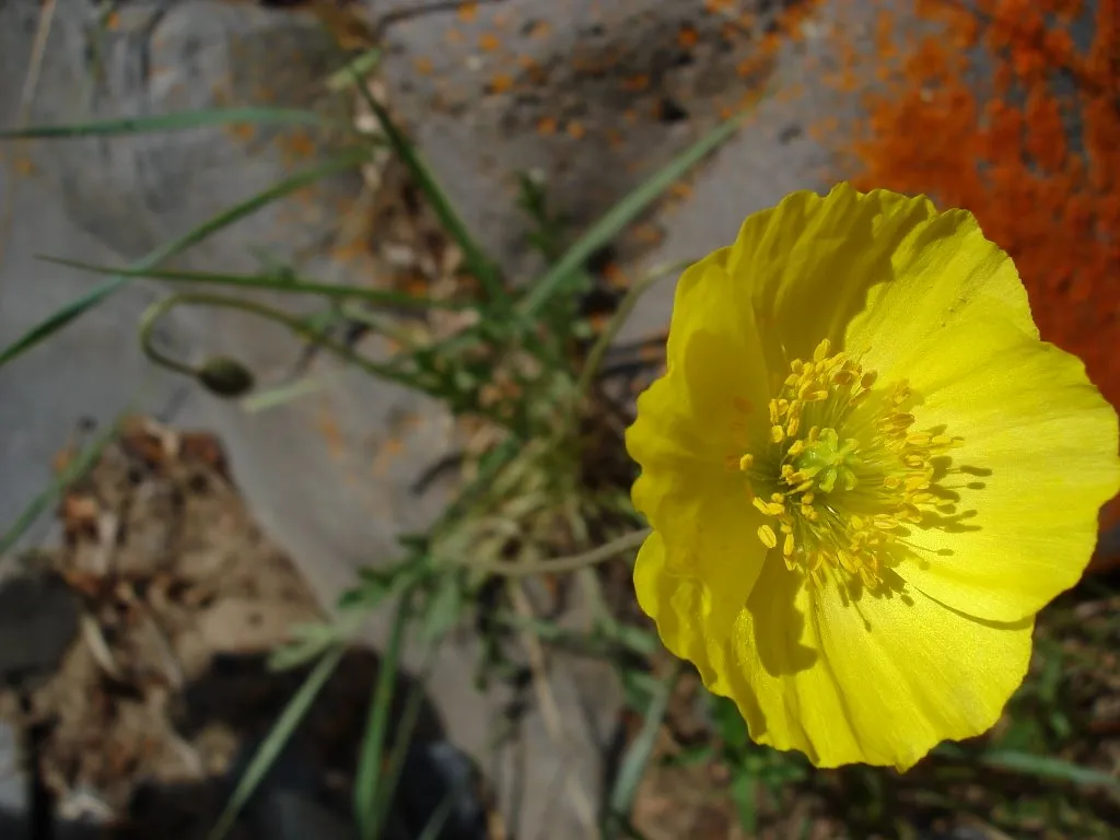Icelandic Poppy