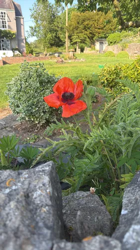 Oriental Poppy — photo by fjbryan
