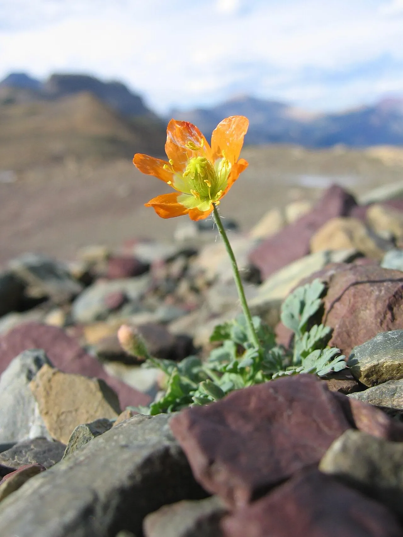 Alpine Poppy