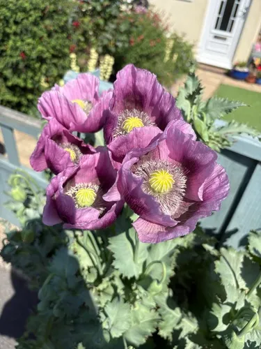 Opium Poppy — photo by mrpdtaylor