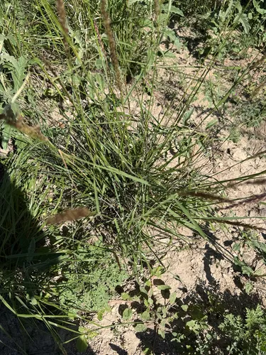 Pink Pappusgrass — photo by Chris Ditch Digger 1116