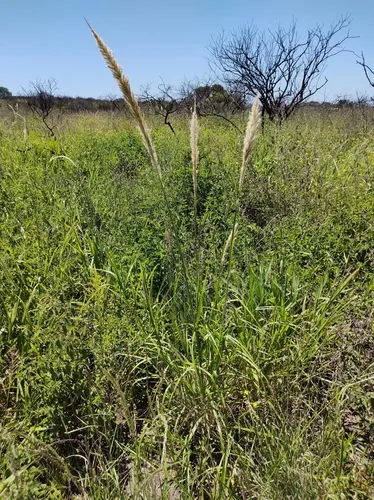Limestone Pappusgrass — photo by Lucas Carbone