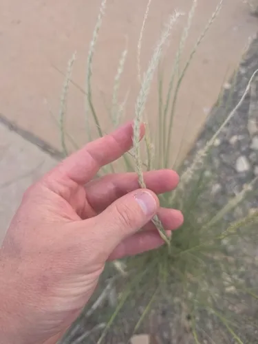 Whiplash Pappusgrass