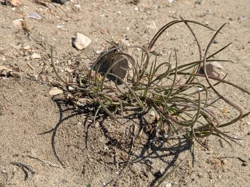 Curved Sicklegrass