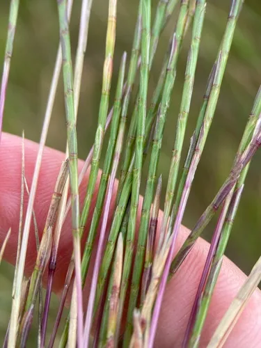 Strigose Sicklegrass — photo by Joseph Knight