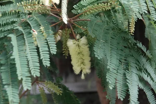 Plume Albizia — photo by John Cull