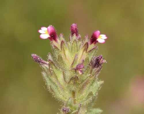 Broadleaf Glandweed