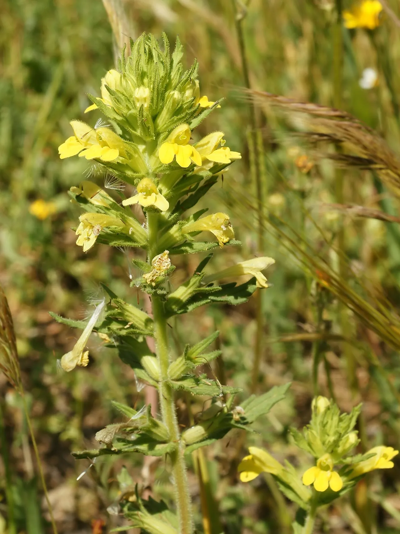 Yellow Glandweed — photo by Hans Hillewaert