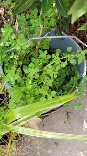 Florida Pellitory