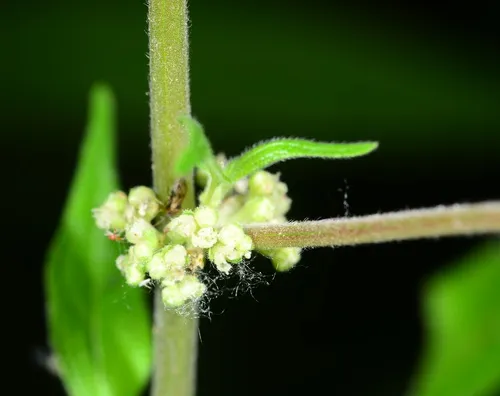 Upright Pellitory