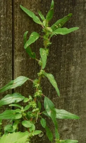 Pennsylvania Pellitory