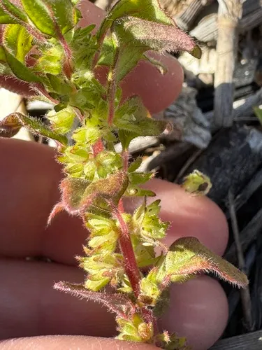 Clustered Pellitory