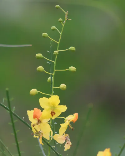 Jerusalem Thorn