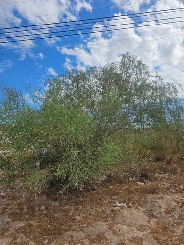Blue Paloverde — photo by Erick Vélez Sánchez