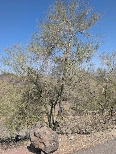 Yellow Paloverde