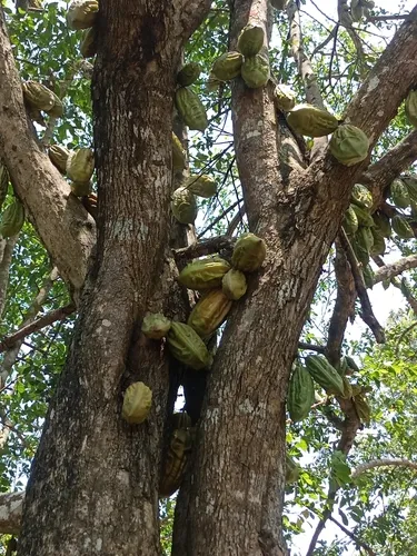 Cuachilote