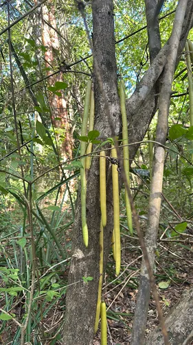 Candle Tree — photo by Romuald Mikusek