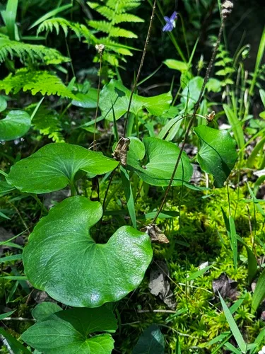 Kidneyleaf Grass Of Parnassus