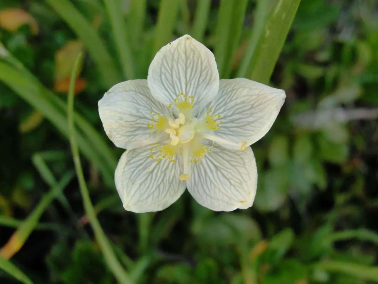 California Grass Of Parnassus