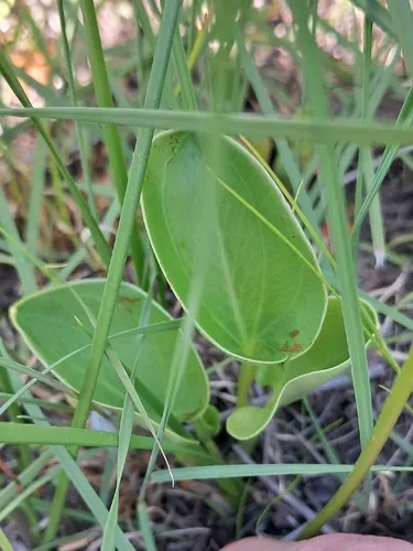 Carolina Grass Of Parnassus