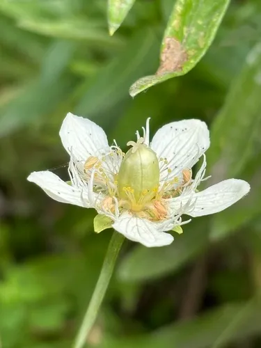 San Bernardino Grass Of Parnassus — photo by Shane