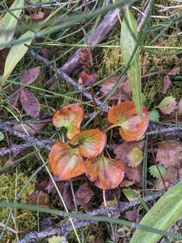 Fringed Grass Of Parnassus