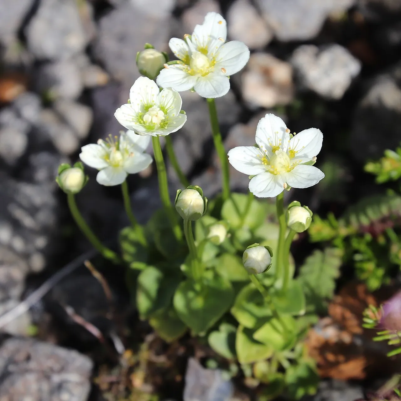 Marsh Grass Of Parnassus (var. tenuis) — photo by Alpsdake
