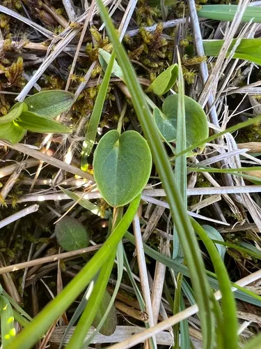 Smallflower Grass Of Parnassus (var. parviflora) — photo by Jackson Bird