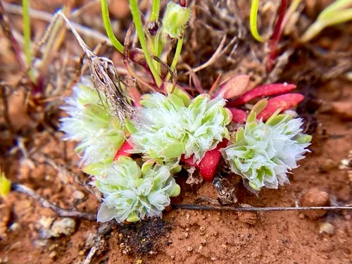 Ahart's Nailwort