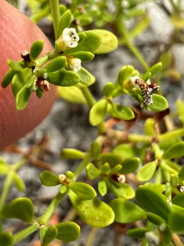 American Nailwort