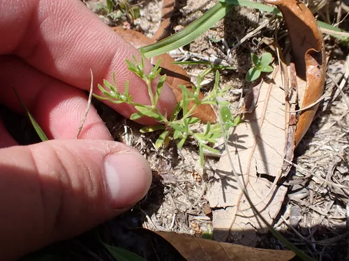 Baldwin's Nailwort