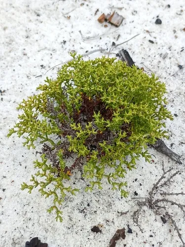 Paper Nailwort — photo by Tom Radocy
