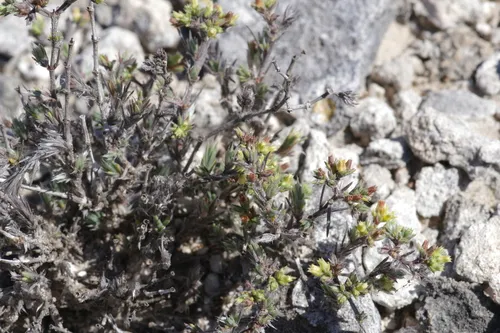 Rio Grande Nailwort — photo by Eric Knight