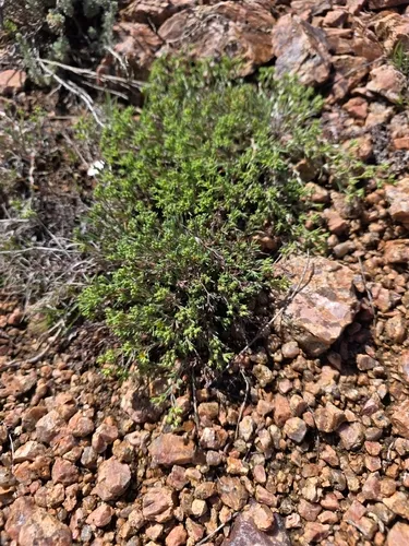 Spreading Nailwort — photo by Matt
