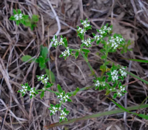 Drummond's Nailwort