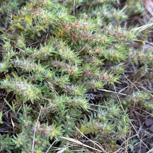 San Francisco Nailwort — photo by wildcatdogs