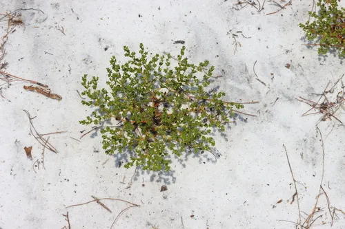 Coastal Plain Nailwort