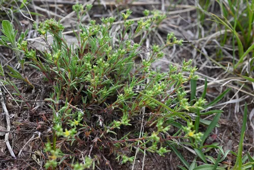 James' Nailwort — photo by Anders Hastings