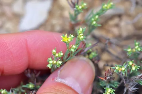 Livermore Nailwort — photo by Michelle W. (鍾偉瑋)