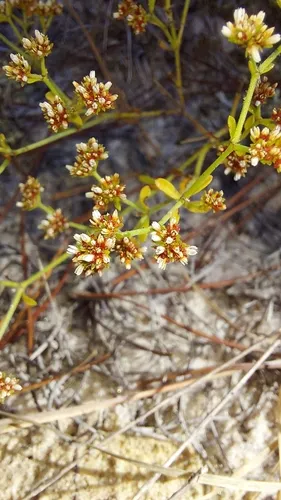 Pineland Nailwort — photo by Athena Philips