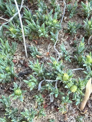 Creeping Nailwort