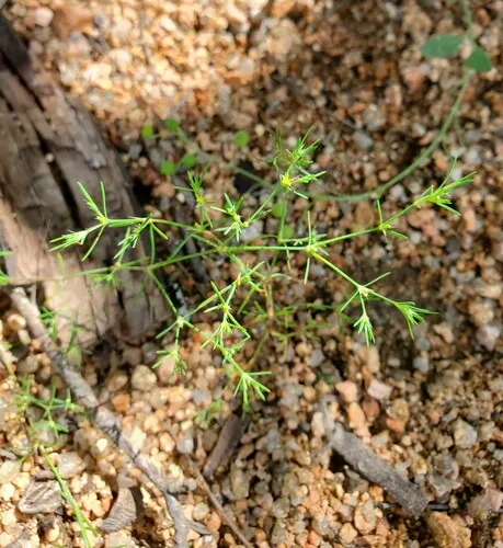 Bristle Nailwort