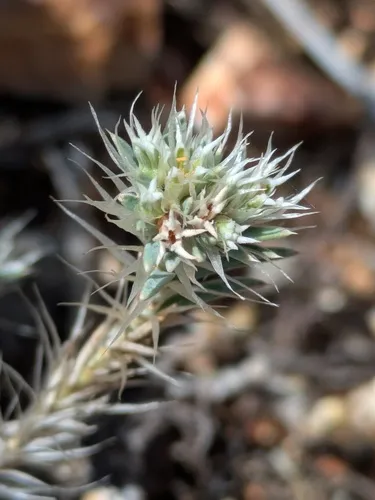 Wilkinson's Nailwort — photo by Eric Knight