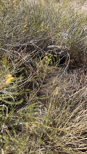 Common Dunebroom — photo by kellygast