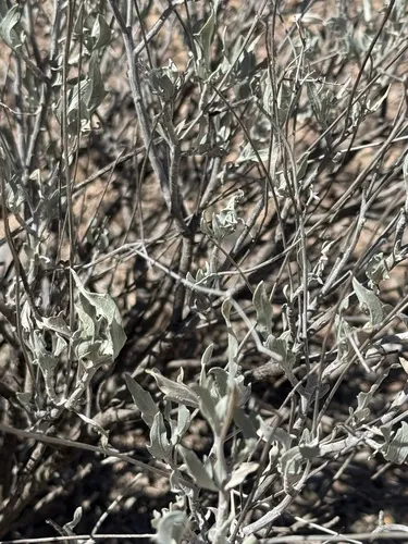 Guayule — photo by Antonio Moreno Talamantes