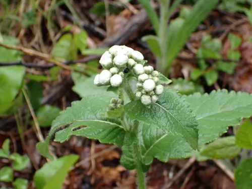 Wild Quinine